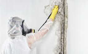 Best Asbestos and Lead Testing During Mold Inspection  in Plymouth, OH